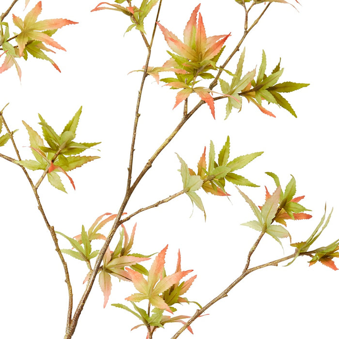 Maple Japanese Stem Pack Of 6 - Pink/Green, 140cm (H)