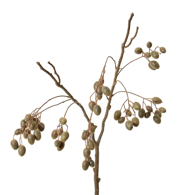 Barberry Branch Pack Of 6 - Dark Brown, 85cm (H)