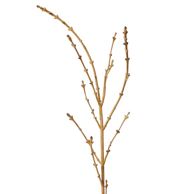 Tree Branch Pack Of 6 - Natural, 128cm (H)