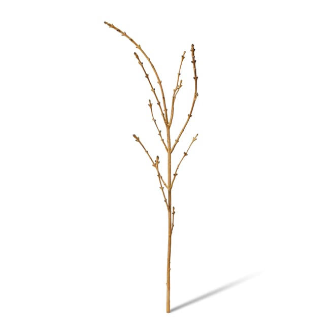 Tree Branch Pack Of 6 - Natural, 128cm (H)