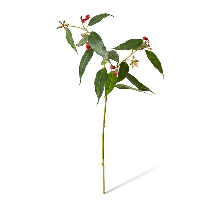 Flowering Eucalyptus Pack of 12 - Red, 75cm (H)