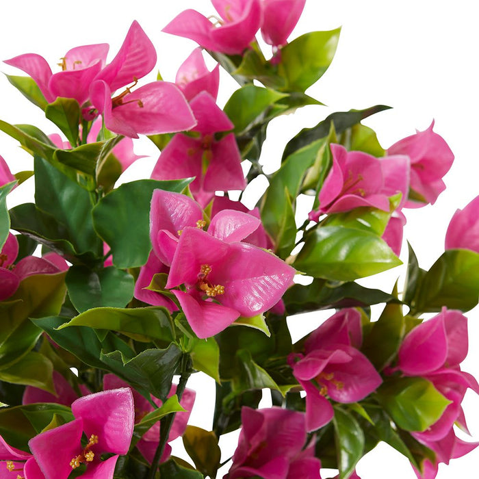 Bougainvillea (Outdoor) Bush Pack of 10 - Hot Pink, 50cm (H)