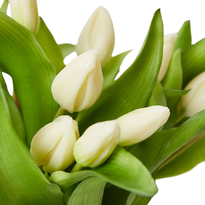 Tulip Bud White - White/Clear, 29cm (H)