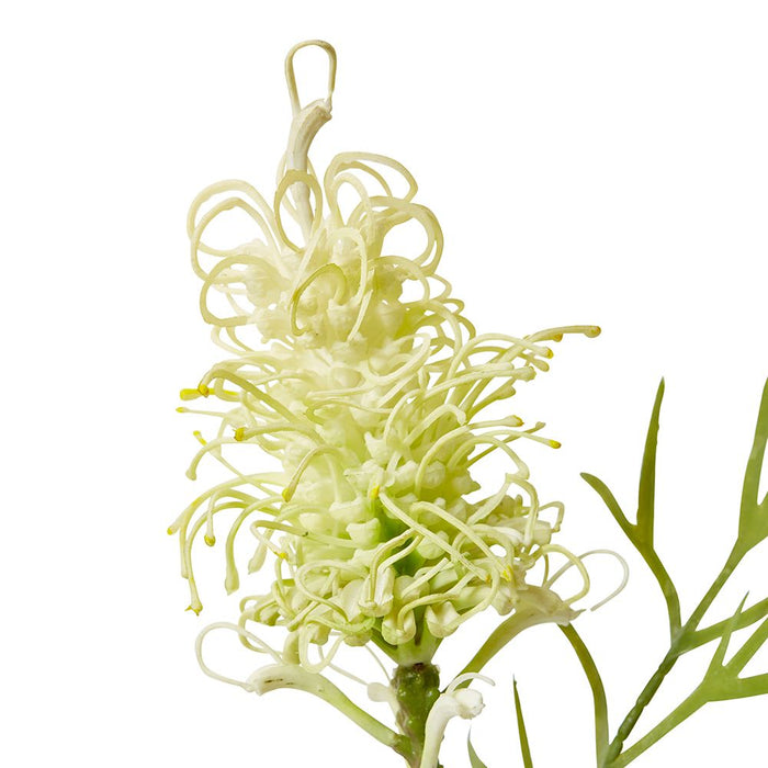 Grevillia Flower Lg Stem Pack of 12 - White, 64cm (H)