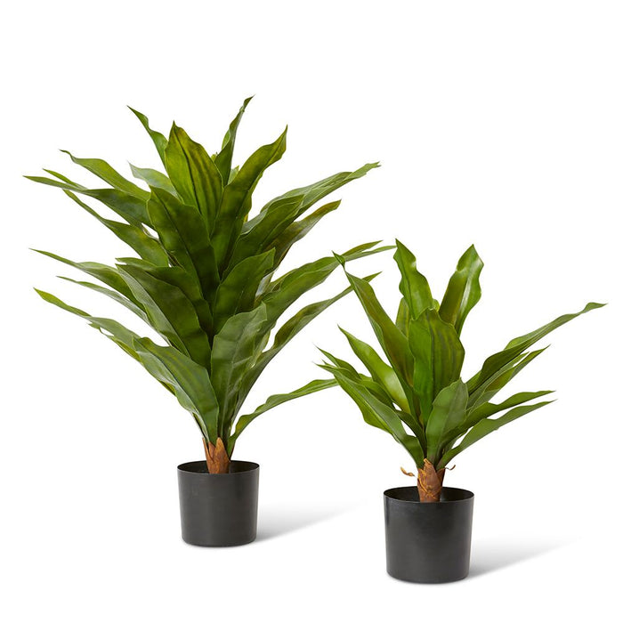 Dracaena Potted (Outdoor) - Green, 48cm (H)