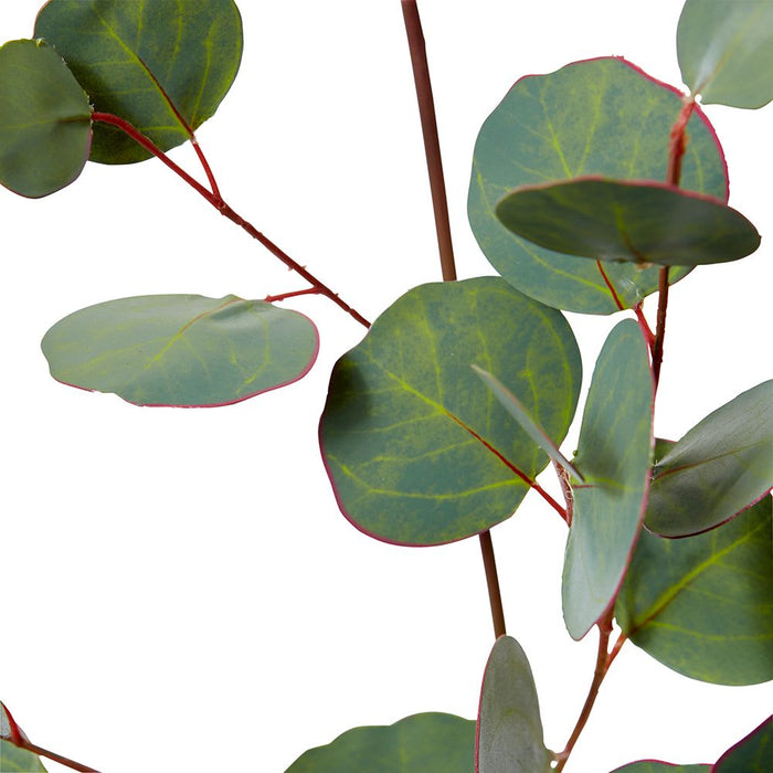 Eucalyptus Silver Dollar Spray Pack of 12 - Green, 99cm (H)