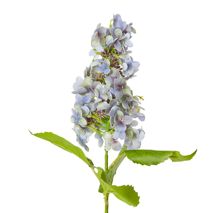 Cone Hydrangea (RT) Pack of 12 - Purple, 75cm (H)