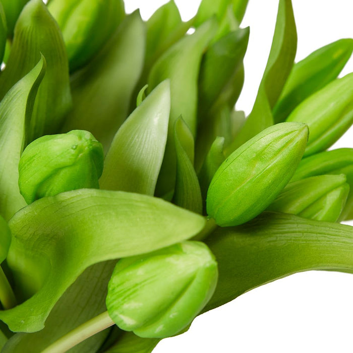 Tulip Bud Green - Green/Clear, 29cm (H)