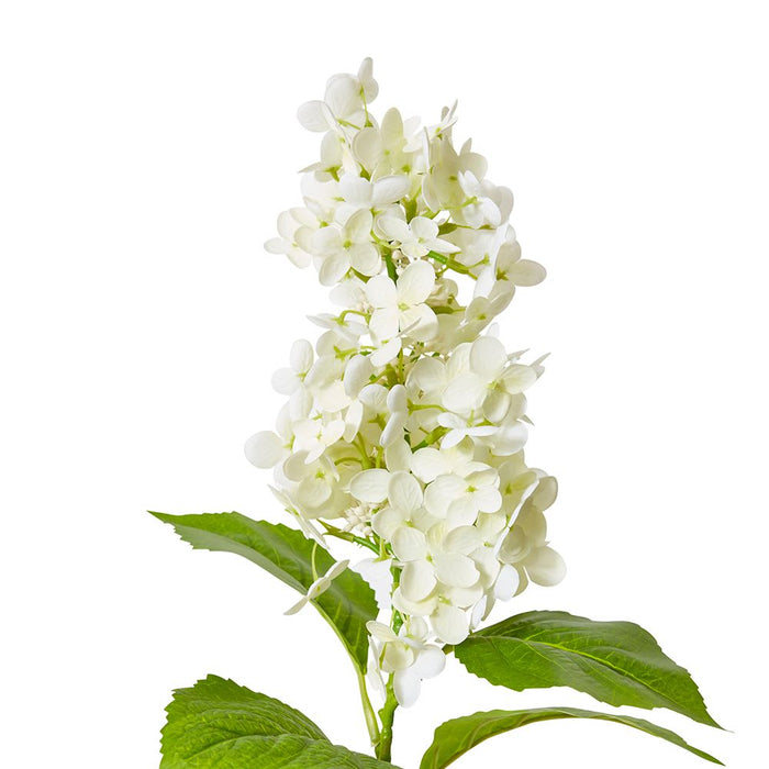 Cone Hydrangea (RT) Pack of 12 - White, 75cm (H)