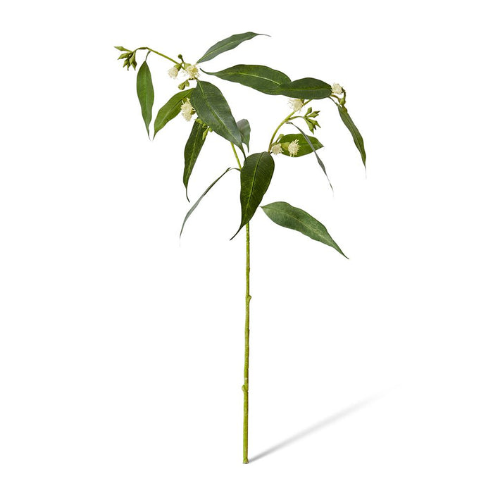 Flowering Eucalyptus Pack of 12 - White, 75cm (H)