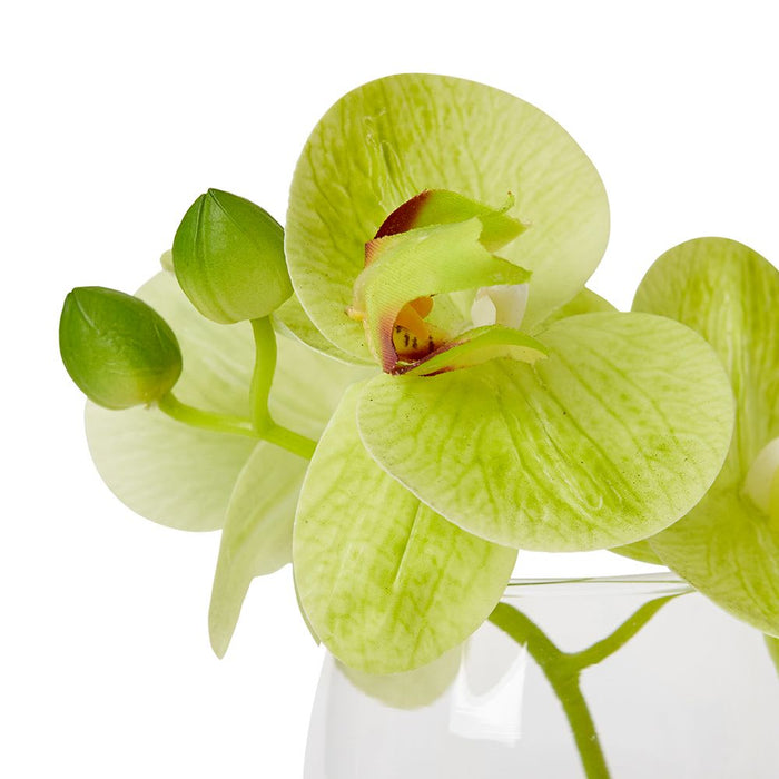 Phalaenopsis - Green/Clear, 15cm (H)