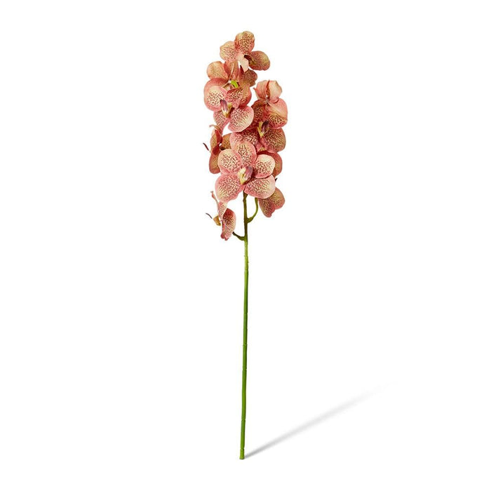 Vanda Orchid Pack of 12 - Blush, 80cm (H)