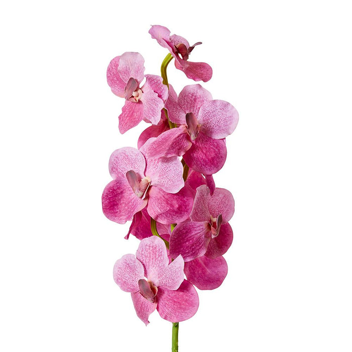 Vanda Orchid Pack of 12 - Pink, 80cm (H)