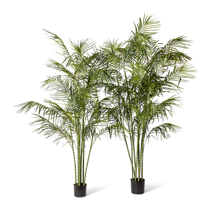 Cane Palm - Green, 220cm (H)