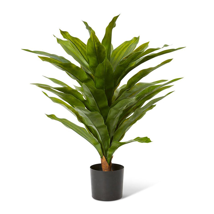 Dracaena Potted (Outdoor) - Green, 68cm (H)