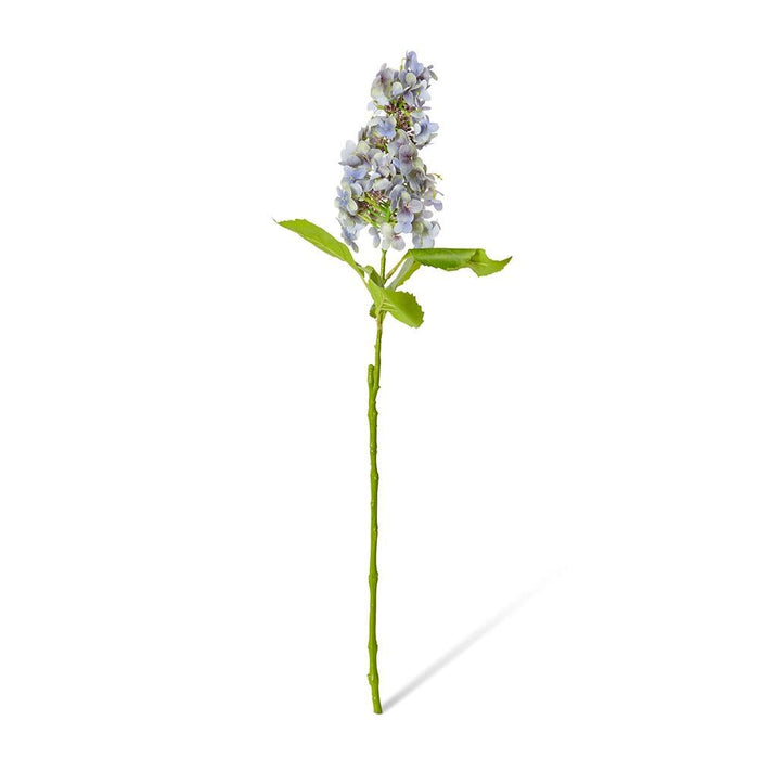Cone Hydrangea (RT) Pack of 12 - Purple, 75cm (H)