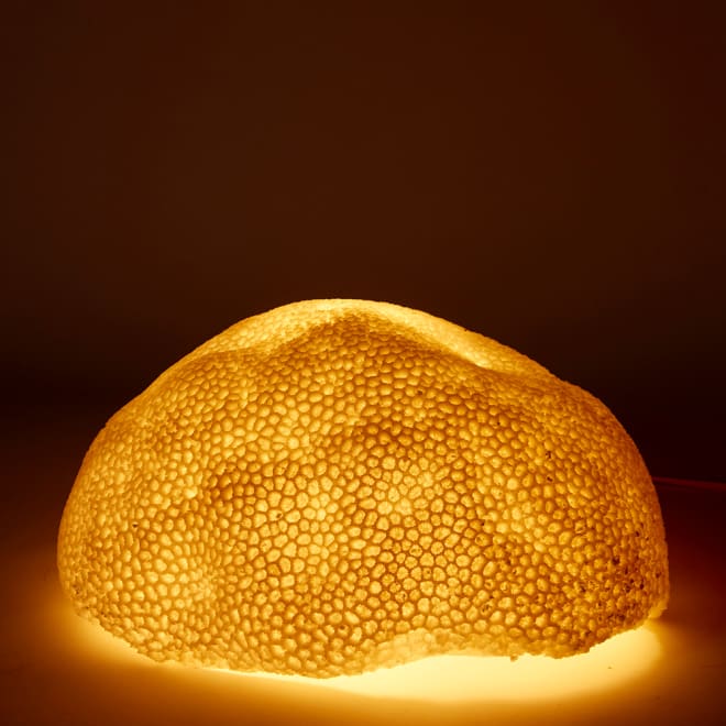 Coral Lamp Starlet - White, 18cm (H)