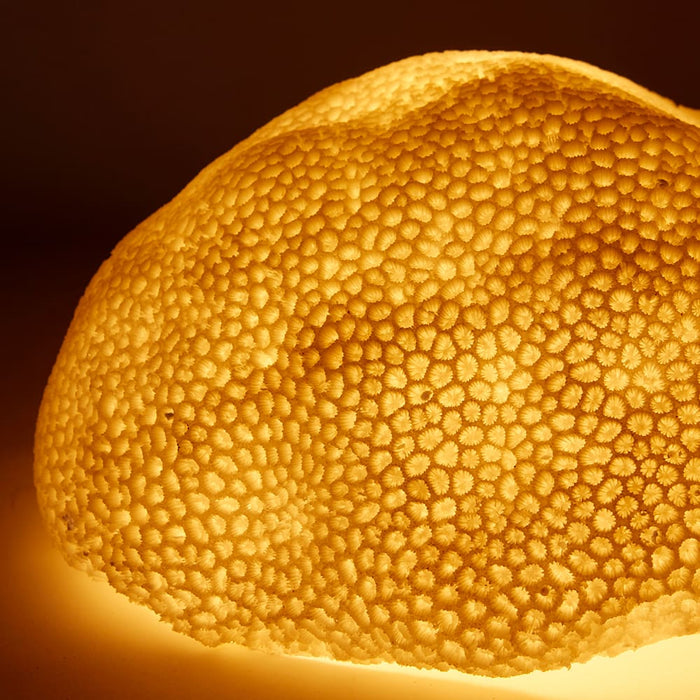 Coral Lamp Starlet - White, 18cm (H)