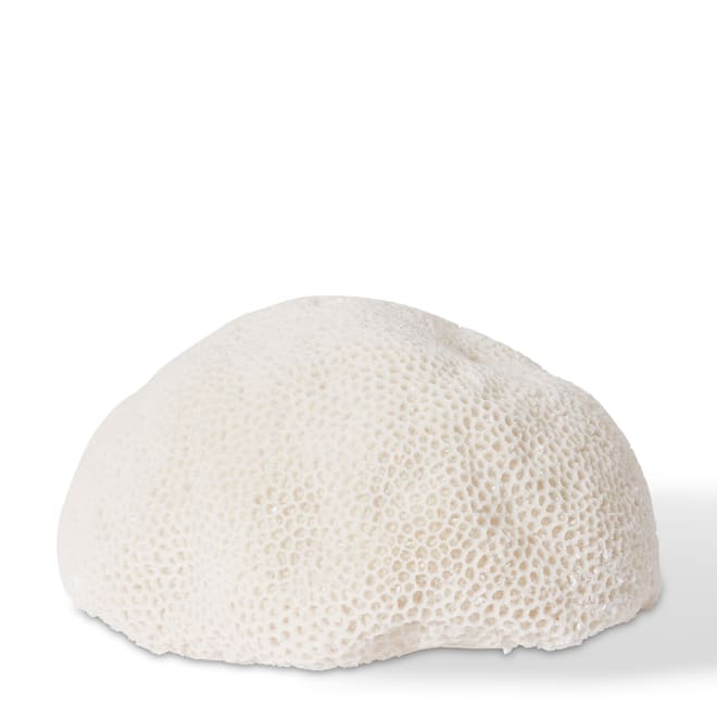 Coral Lamp Starlet - White, 18cm (H)