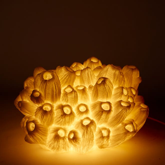 Coral Lamp Sea Lotus - White, 20cm (H)