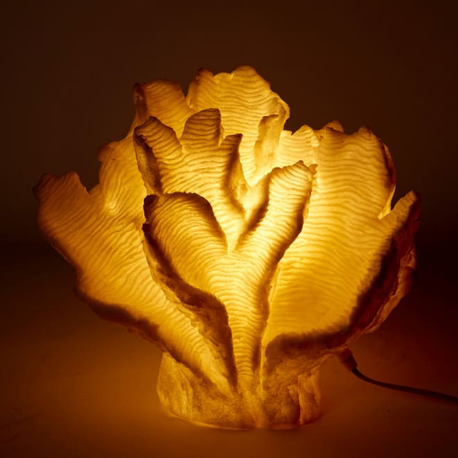 Coral Lamp Leaf - White, 30cm (H)