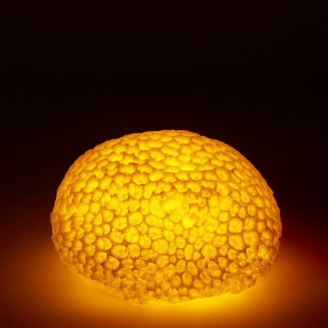 Coral Night Light Starlet - White, 9cm (H)