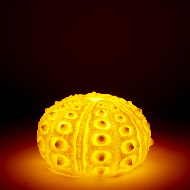 Coral Night Light Sea Urchin - White, 8cm (H)