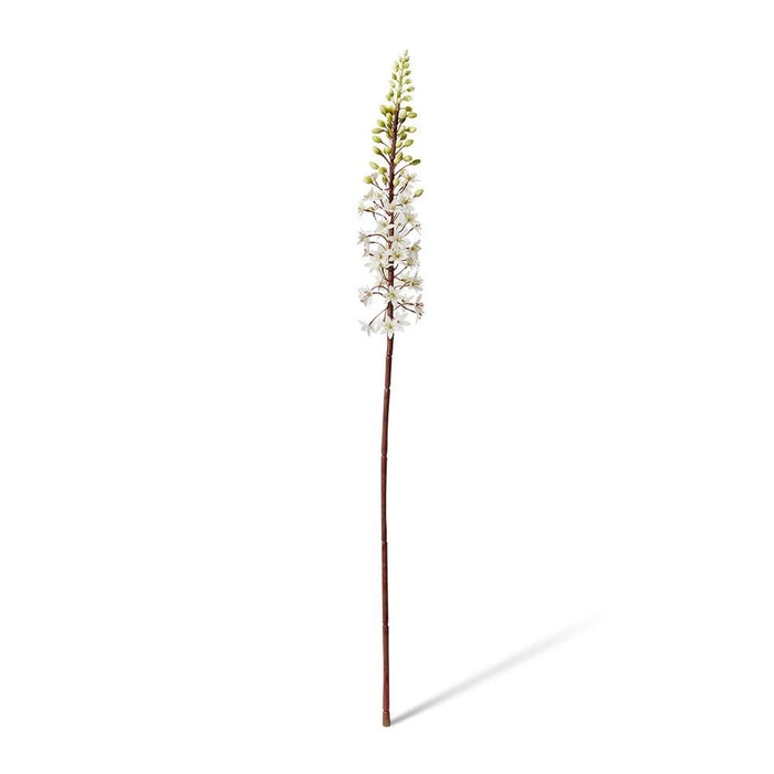 Eucomis Stem Pack of 6 - White, 89cm (H)