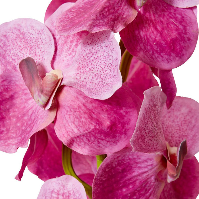 Vanda Orchid Pack of 12 - Pink, 80cm (H)