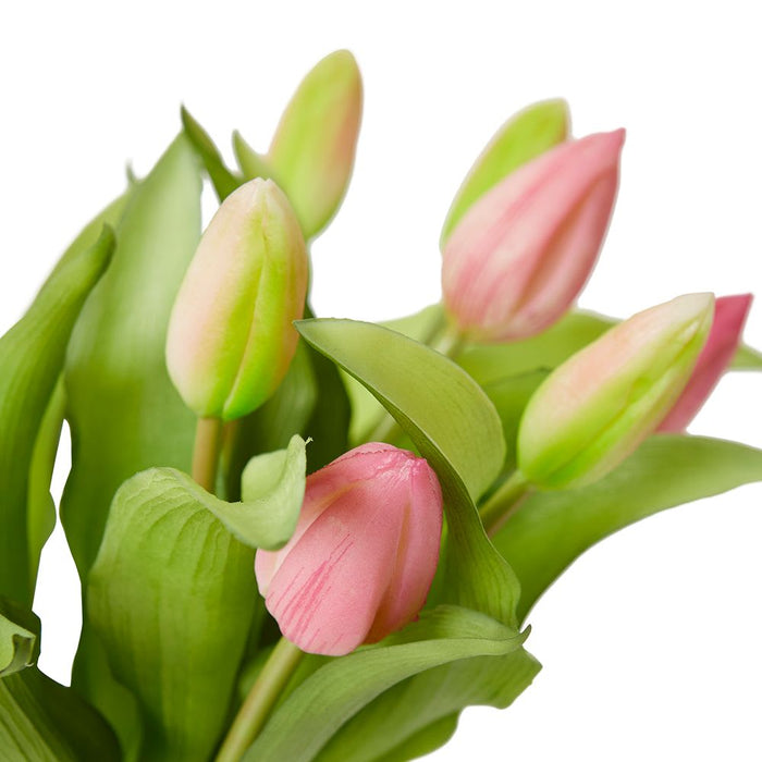 Tulip Bud Pink - Pink/Clear, 31cm (H)
