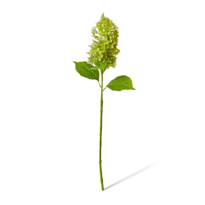 Cone Hydrangea (RT) Pack of 12 - Green, 75cm (H)