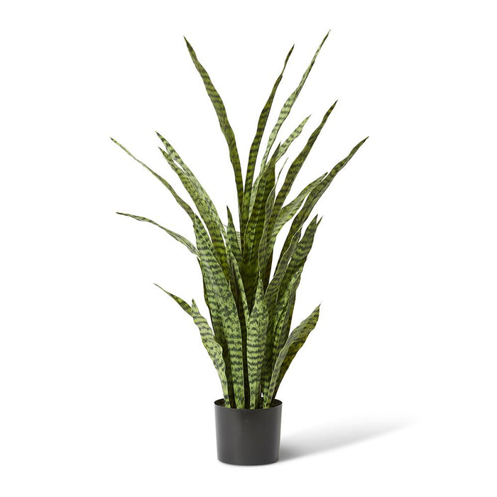 Sanseveria Plant - Green, 120cm (H)
