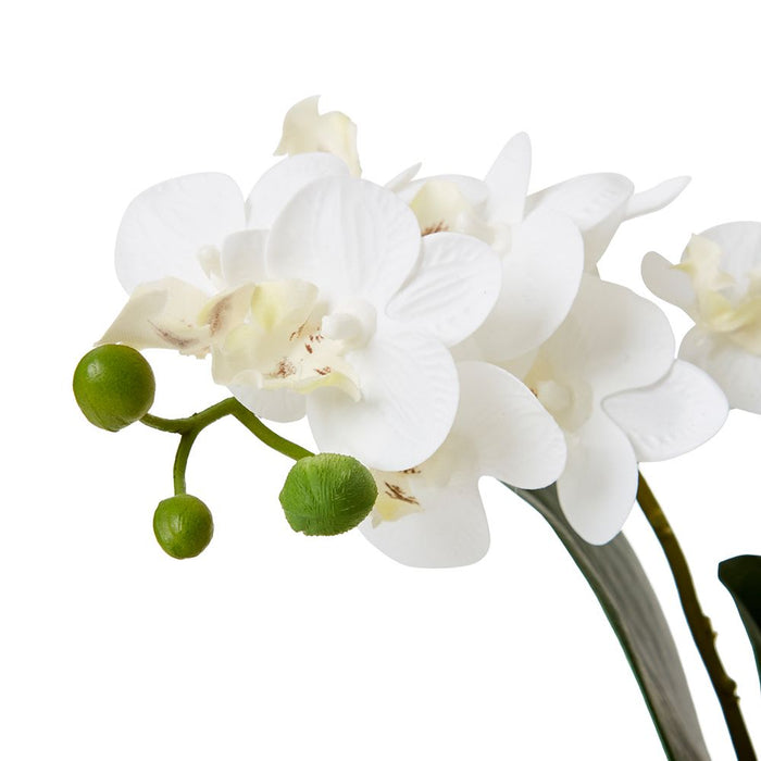 Phalaenopsis Mini - White/Clear, 40cm (H)