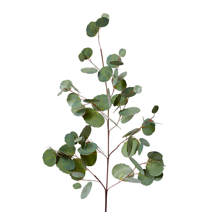 Eucalyptus Silver Dollar Spray Pack of 12 - Green, 99cm (H)