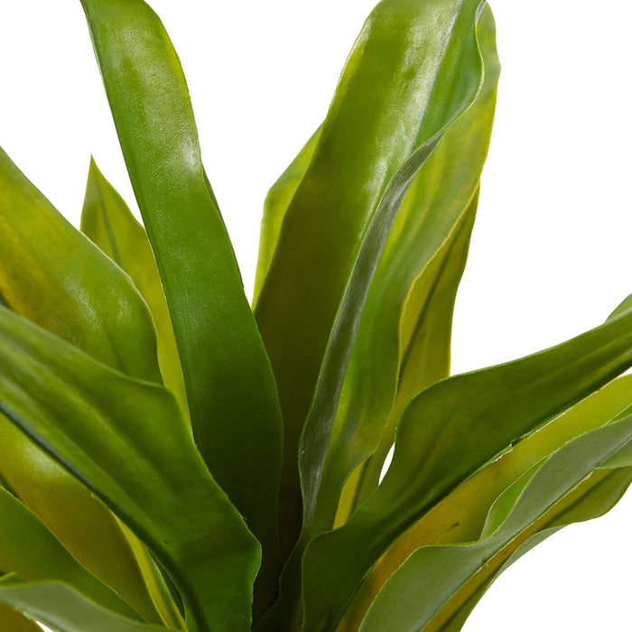 Dracaena Potted (Outdoor) - Green, 48cm (H)