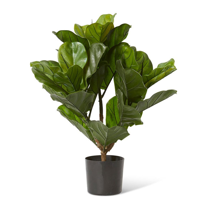 Fiddle Potted (Outdoor) - Green, 60cm (H)