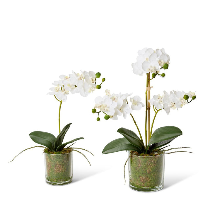 Phalaenopsis Mini - White/Clear, 40cm (H)