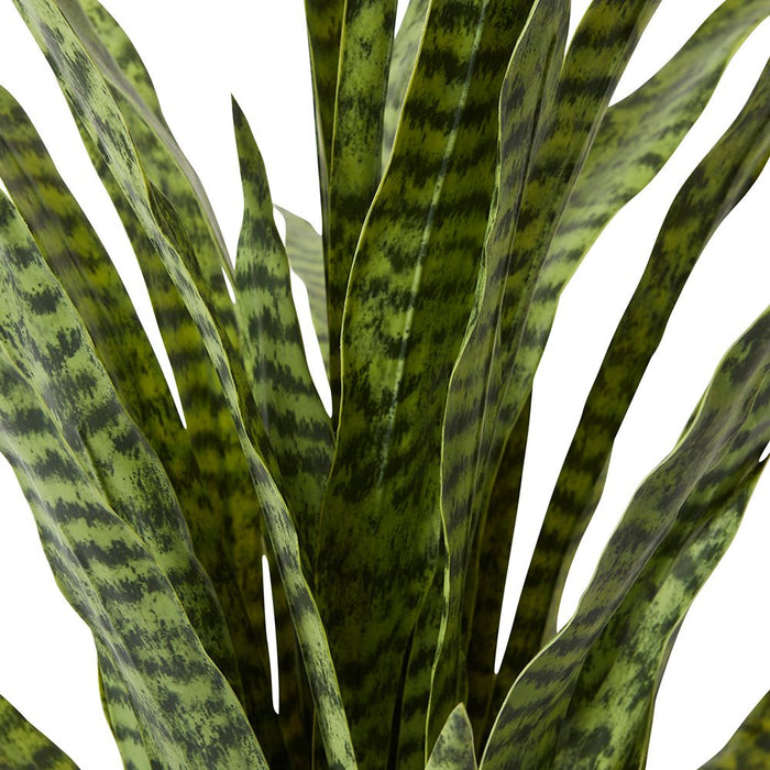 Sanseveria Plant - Green, 120cm (H)