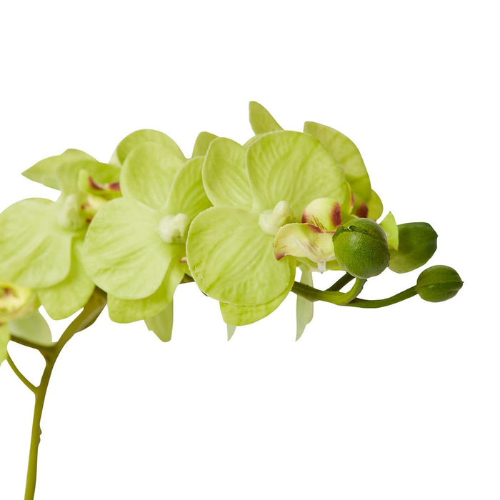 Phalaenopsis Mini - Green/Clear, 30cm (H)