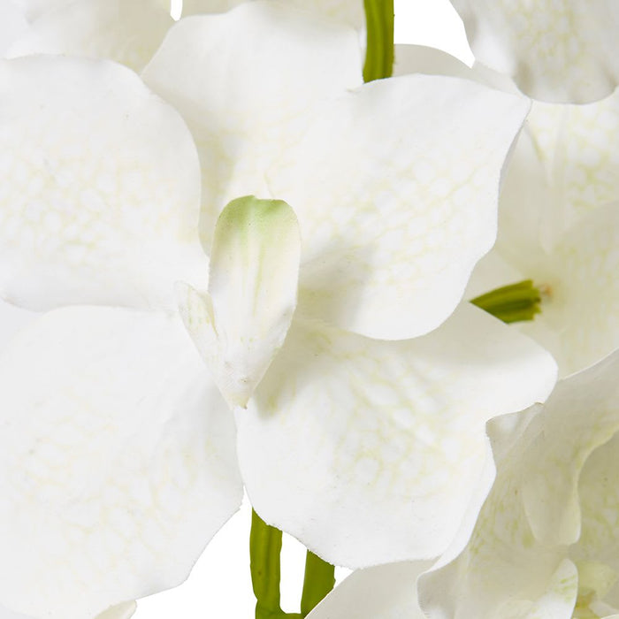 Vanda Orchid Pack of 12 - White, 80cm (H)