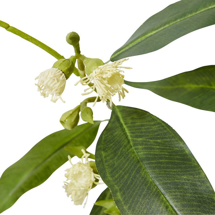 Flowering Eucalyptus Pack of 12 - White, 75cm (H)