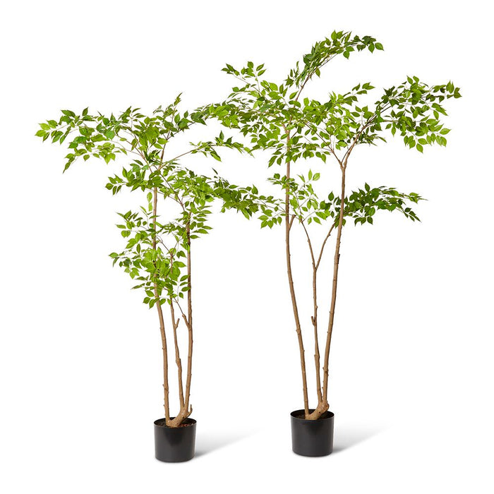 China Doll Tree - Green, 235cm (H)