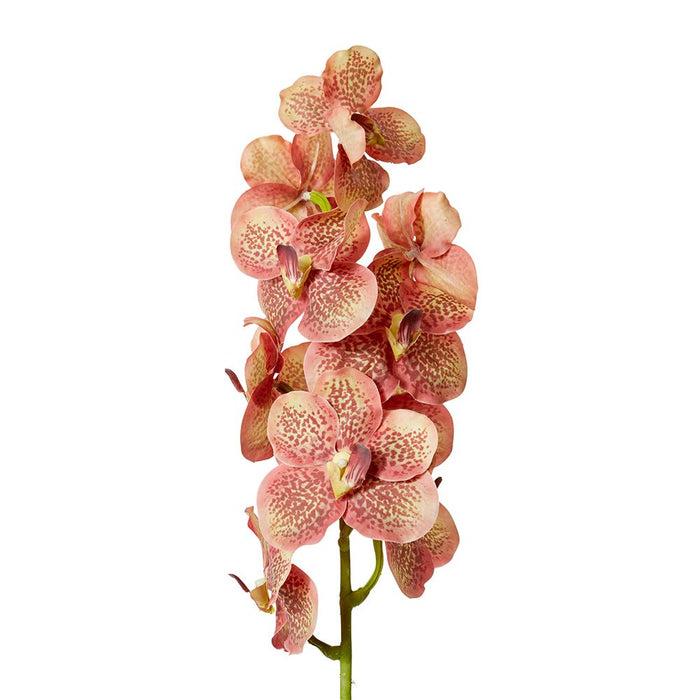 Vanda Orchid Pack of 12 - Blush, 80cm (H)