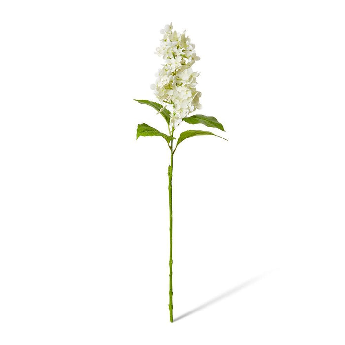 Cone Hydrangea (RT) Pack of 12 - White, 75cm (H)