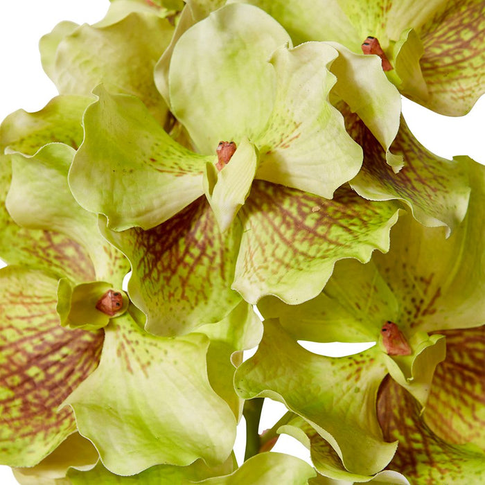 Vanda Grand Orchid Pack of 8 - Green Brown, 71cm (H)