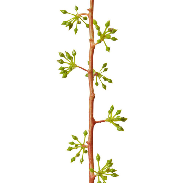 Seeding Eucalyptus Spray Pack of 12 - Green/Red, 85cm (H)