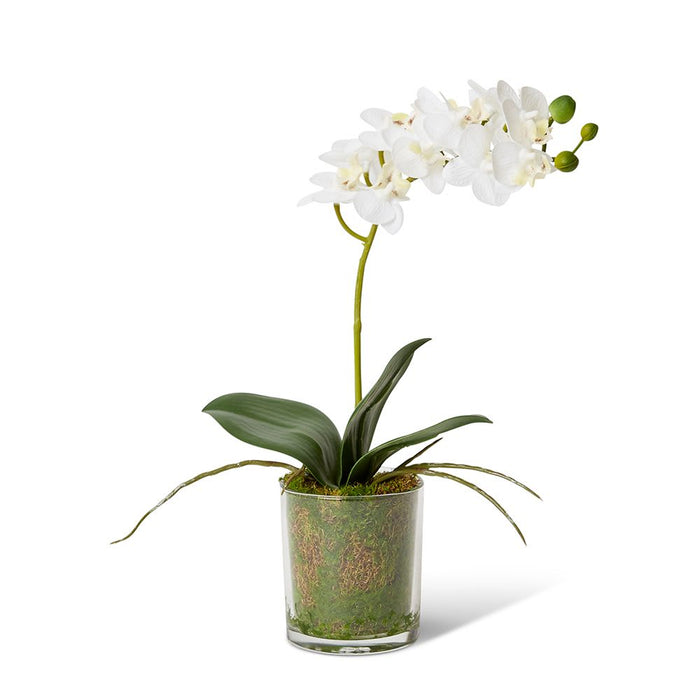 Phalaenopsis Mini - White/Clear, 30cm (H)