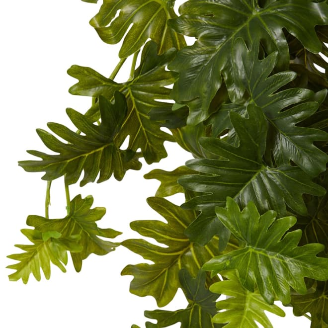 Philo Selloum Hanging Plant Pack of 6 - Green, 56cm (H)