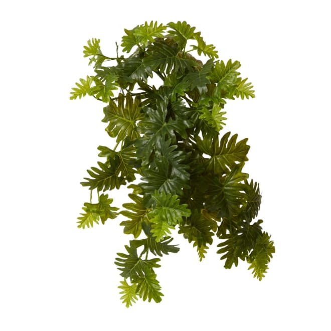 Philo Selloum Hanging Plant Pack of 6 - Green, 56cm (H)