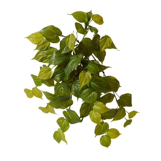 Philodendron Hanging Plant Pack of 6 - Green, 56cm (H)